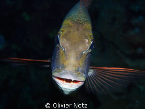 Bigeye Emperor
He looks as if he is not enjoying being p... by Olivier Notz 